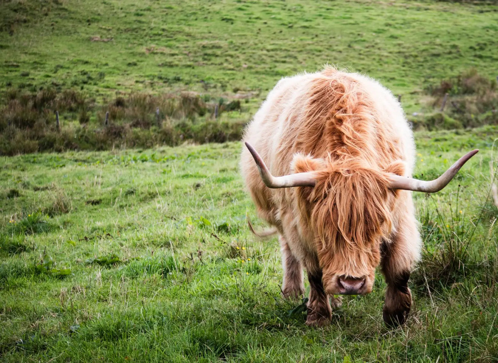 highland-cattle-pexels-paul-denbow-739226488-18843710 highland cattle